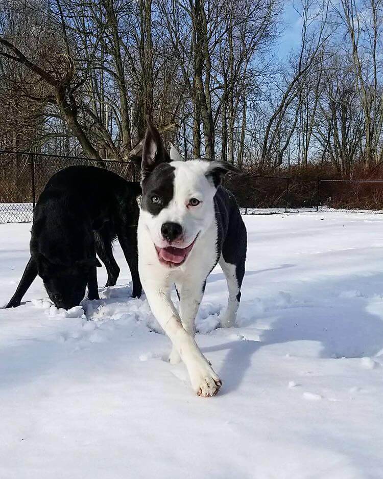 Ava enjoys the snow as she plays in her new backyard in Rochester, N.Y. Photo courtesy ASPCA and SPC Stefanie DeManincor