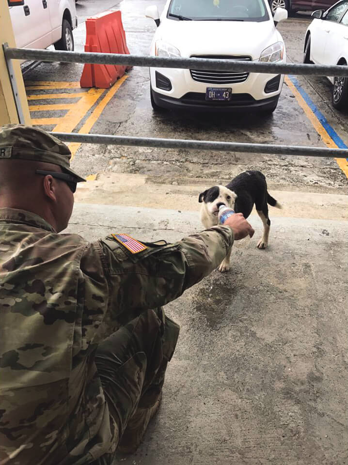 A fellow Soldier of the 105th Military Police Company gives Ava a drink of water near the building used by the unit as a base of operations while in St. Croix. Photo courtesy ASPCA and SPC Stefanie DeManincor