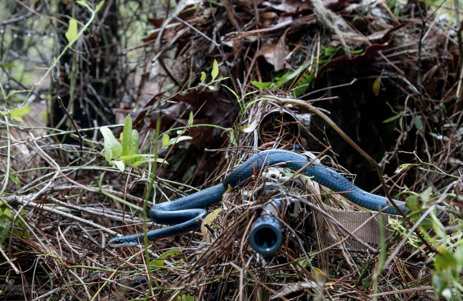 A southern black racer snake slithers across the barrel of Alabama Army National Guard sniper PFC William Snyder’s rifle as he practices woodland stalking in a camouflaged ghillie suit during a 1st battalion, 173rd Infantry training exercise April 7, 2018, at Eglin Air Force Base. Alabama Army National Guard photo by SSG William Frye