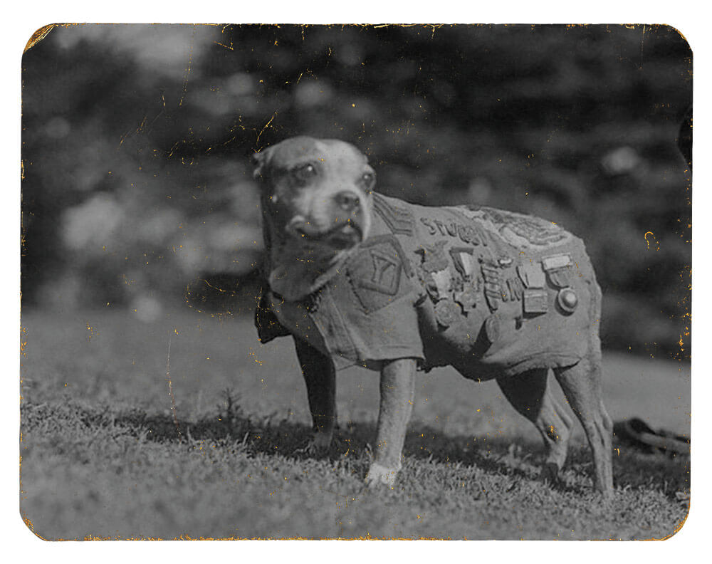 SGT Stubby during a visit to the White House to meet President Coolidge, November 1924. Photo courtesy National Museum of America, History Division of Armed Forces